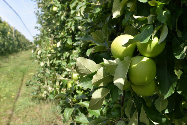 <h3>Soutenir les agriculteurs et les artisans dans les moments les plus durs</h3>